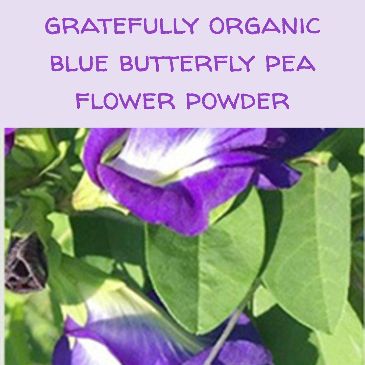 Organic Blue Butterfly Pea Flower Powder, 2oz.