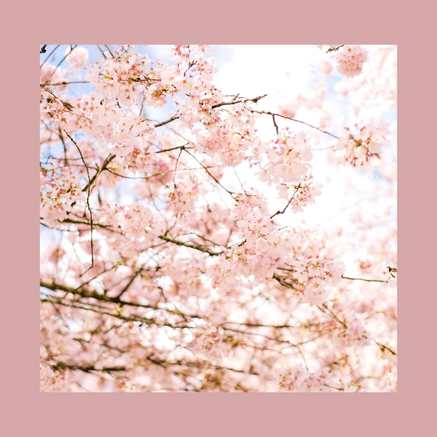 Serenity Wellness Blend, 15 Sachets