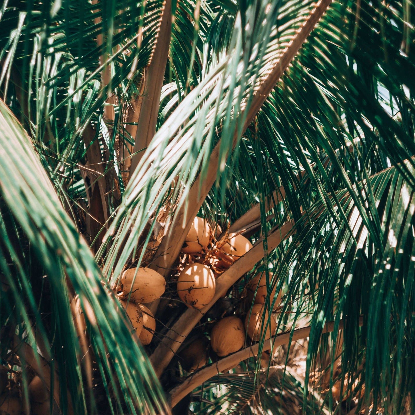 Coconut Black Iced Tea Bags, 6 Pouches