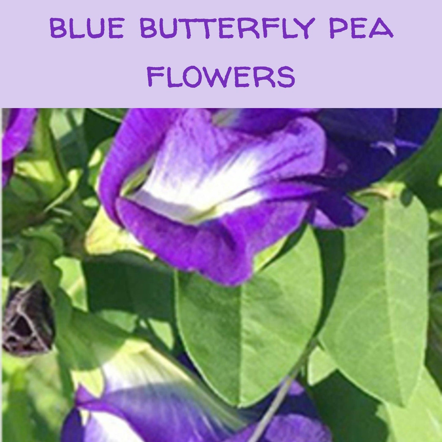 Blue Butterfly Pea Inclusions Flowers & Petals, 1/2 oz. or 1