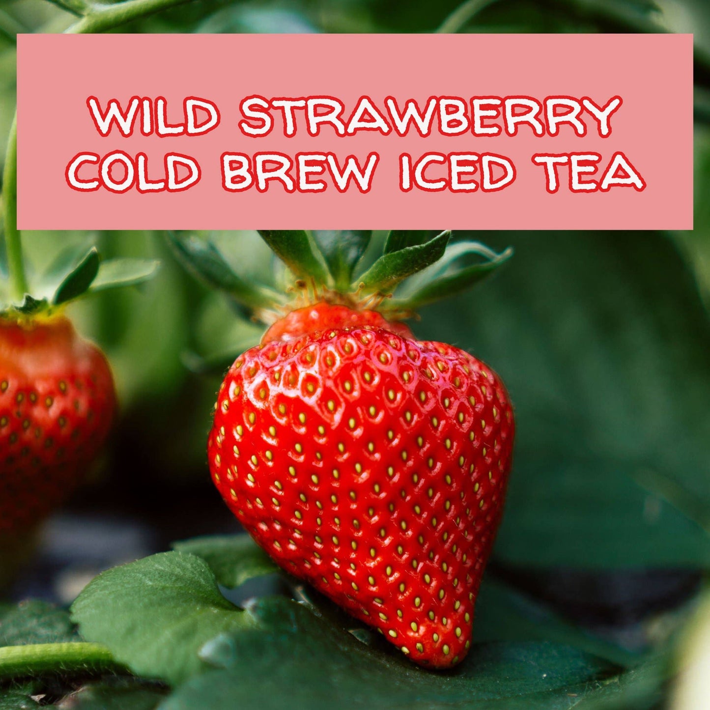 Wild Strawberry Iced Tea Bags, available in 6 or 12 packs